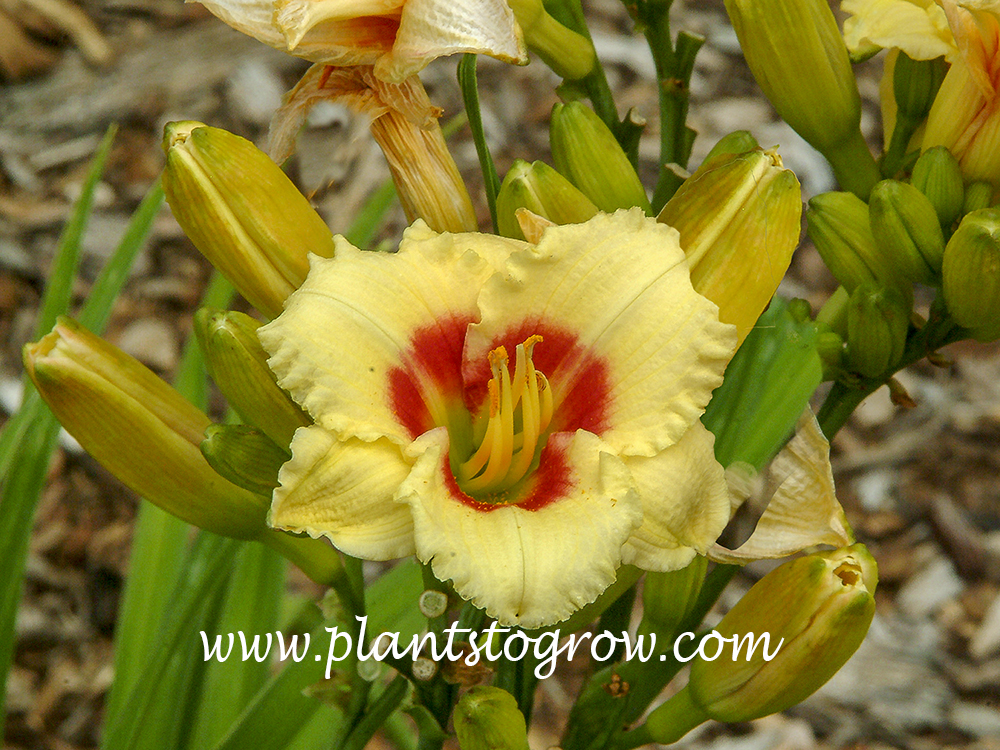 Daylily Bumble Bee (Hemerocallis)